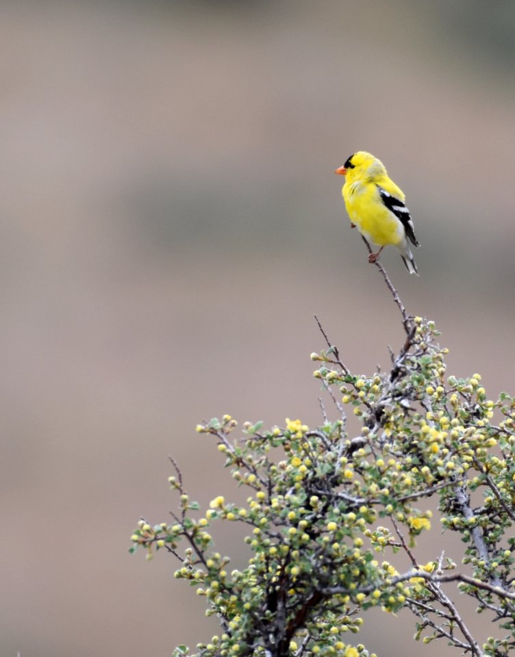 Goldfinch Summer