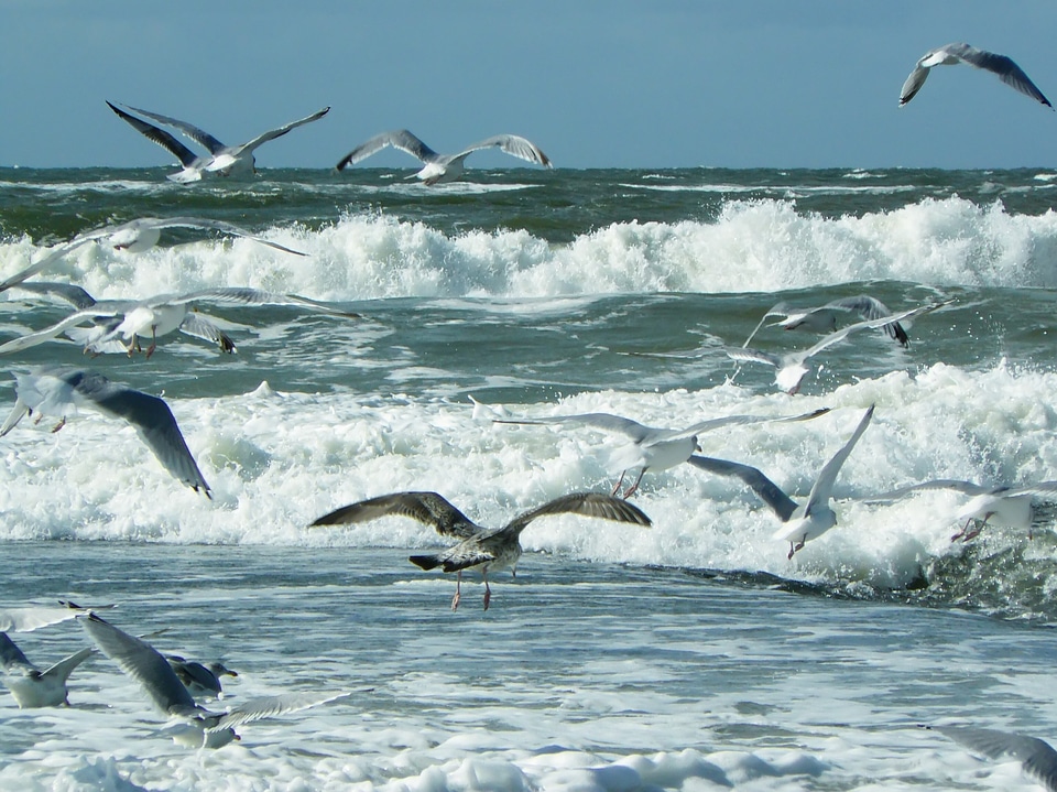 North sea water nature