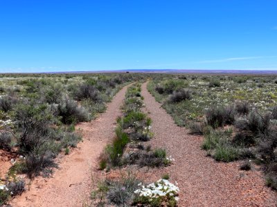 Landscape with Wildflowers in AZ