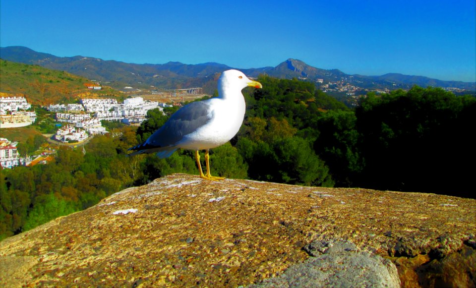MEET DIS DUDE @ GIBRALFARO CASTLE 2DAY IN MALAGA......