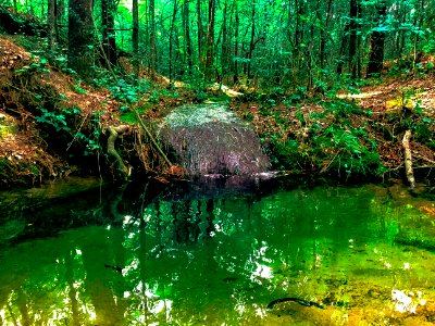 Spring Green - Free and Public Domain Stock Photo Download photo