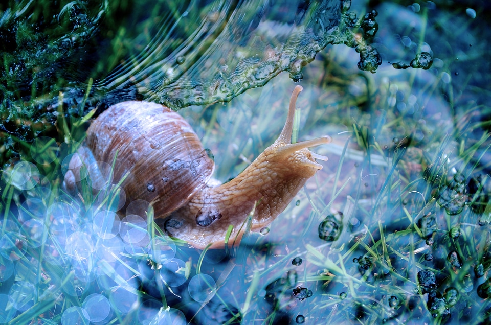 Slowly mollusk water