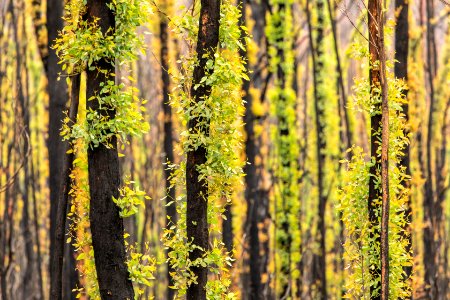 Post-bushfire recovery in Australia