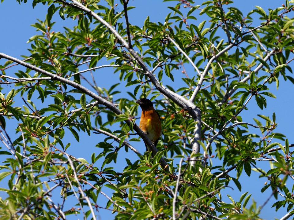 Black Headed Grosbeak 1