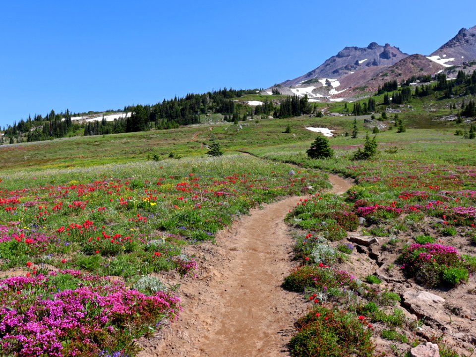 Snowgrass Flats in WA
