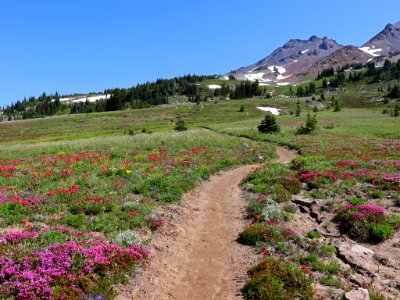 Snowgrass Flats in WA