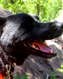 Panting Dog