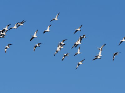 Snow Geese Flight