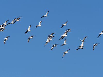 Snow Geese Flight photo