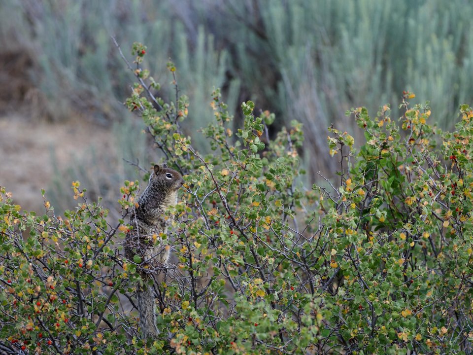 California Ground Squirrel 1