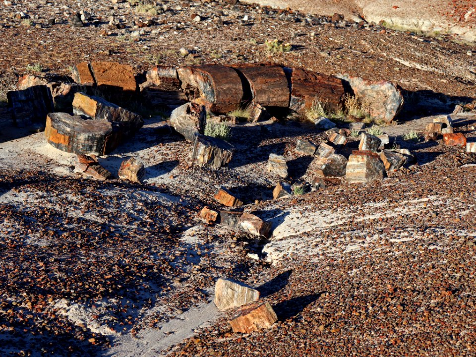 Petrified Forest NP in AZ