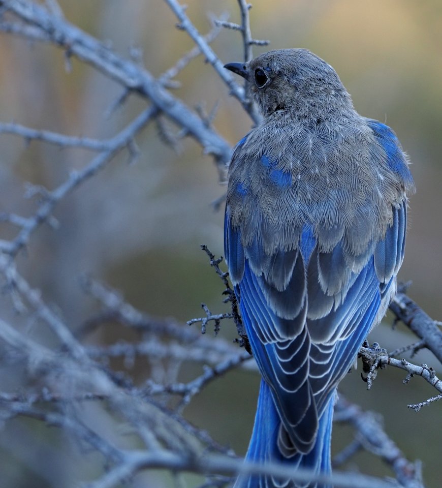 Mountain Bluebird Juv Close 1 Crop