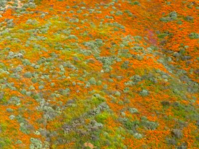 Wildflowers at Walker Canyon in CA photo