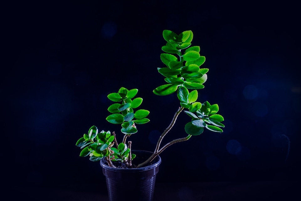Nature spring green