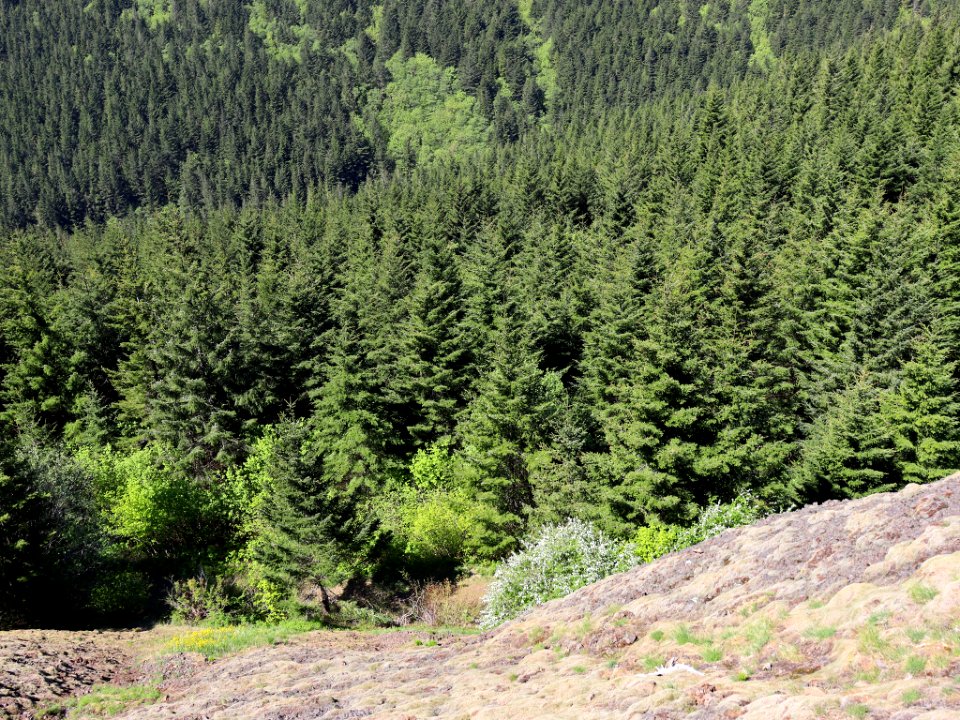 Hamilton Mountain in WA