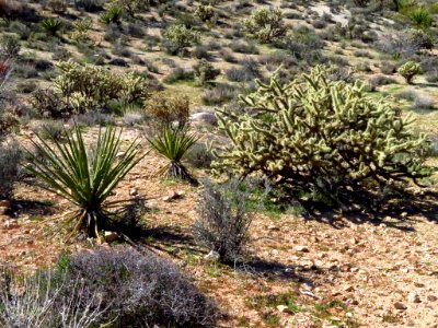 Mojave National Preserve in CA
