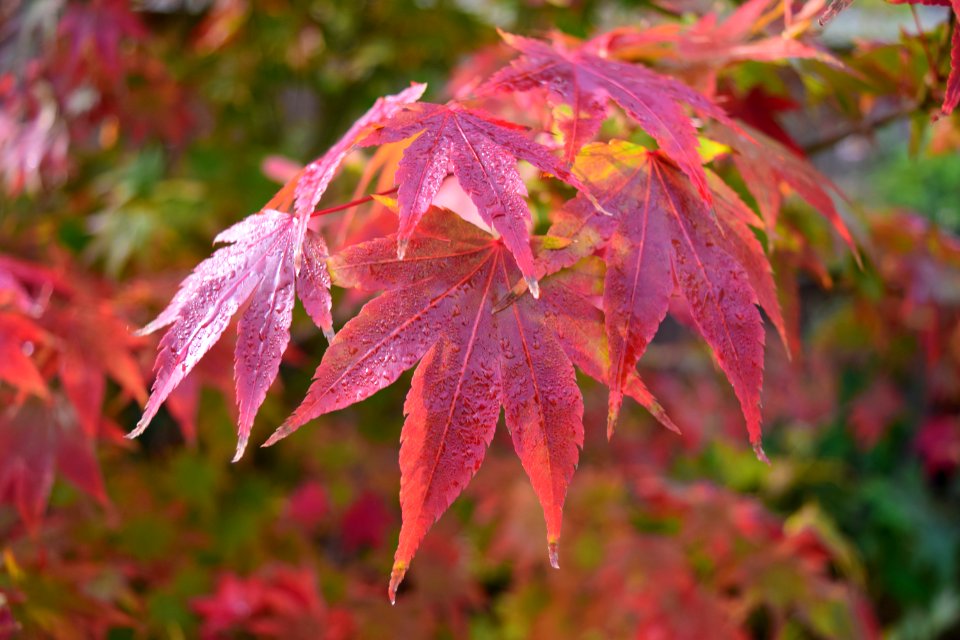 Japanese Maple, Acer Palmatum
