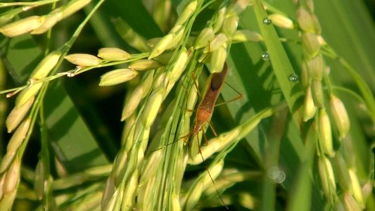 HAMA PADI: WALANG SANGIT-Rice ear bug (Leptocorisa oratoria)