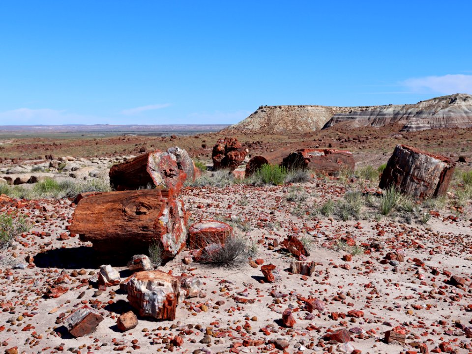 Petrified Forest NP in AZ