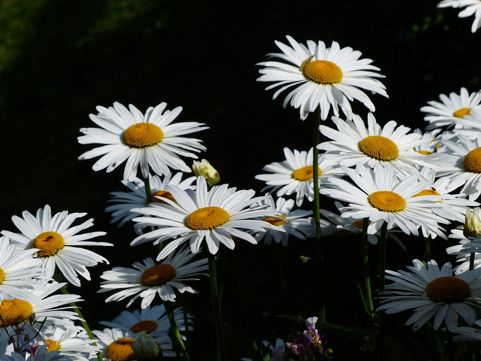 Leucanthemum vulgare flower bloom