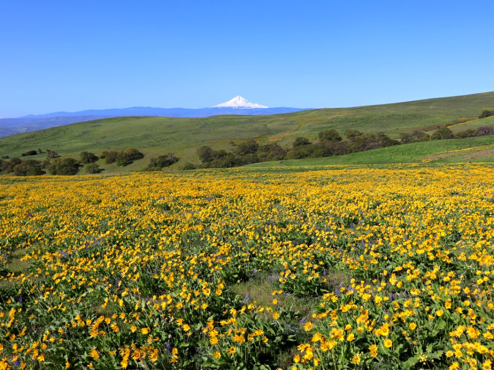 Dalles Mountain Ranch in WA