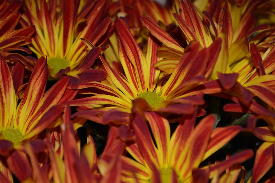 Macro floral plants