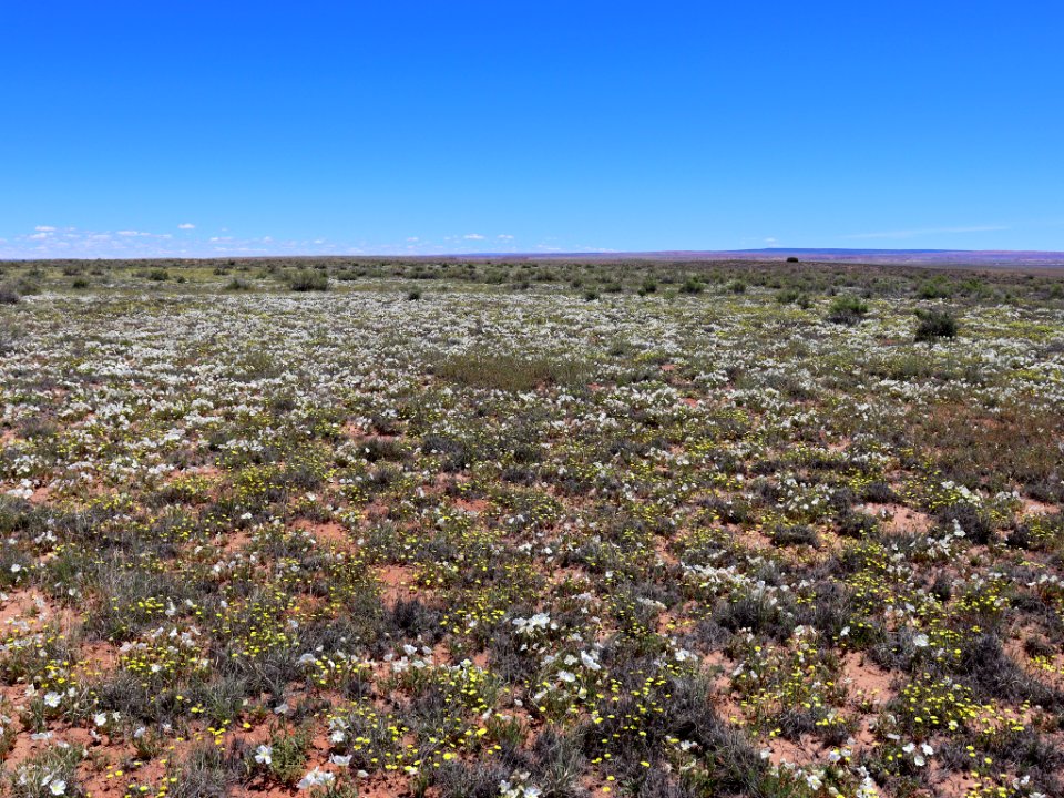 Landscape with Wildflowers in AZ