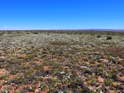 Landscape with Wildflowers in AZ