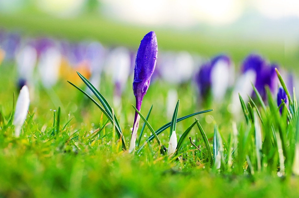 Spring nature macro