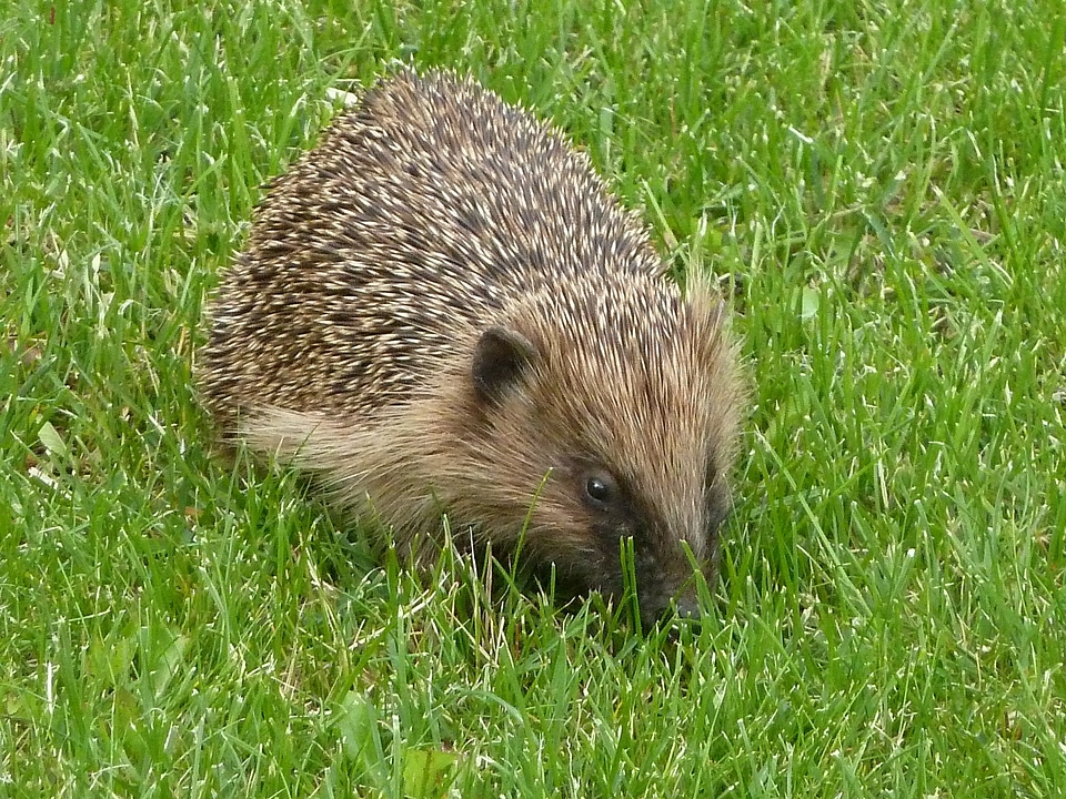 Hedgehog nature rush