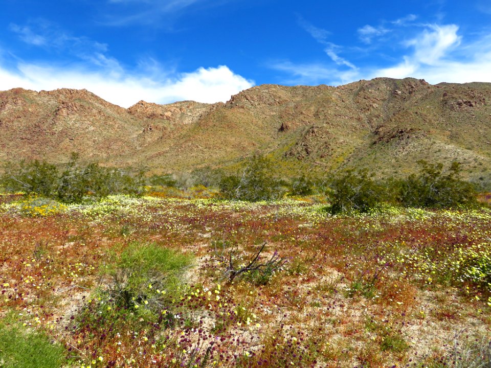 Wildflowers at Joshua Tree NP in CA