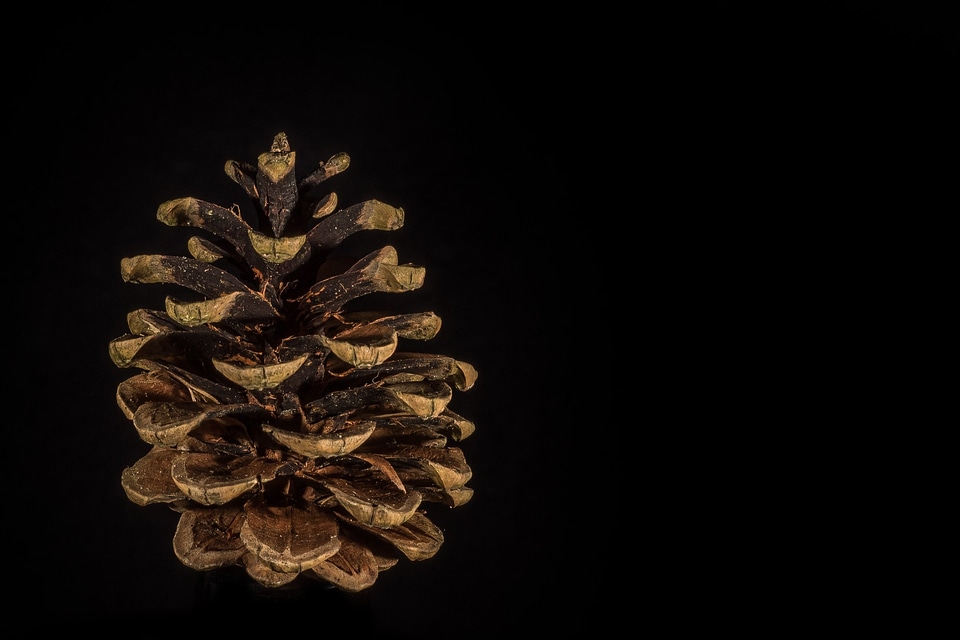 Fir tree blossom bloom