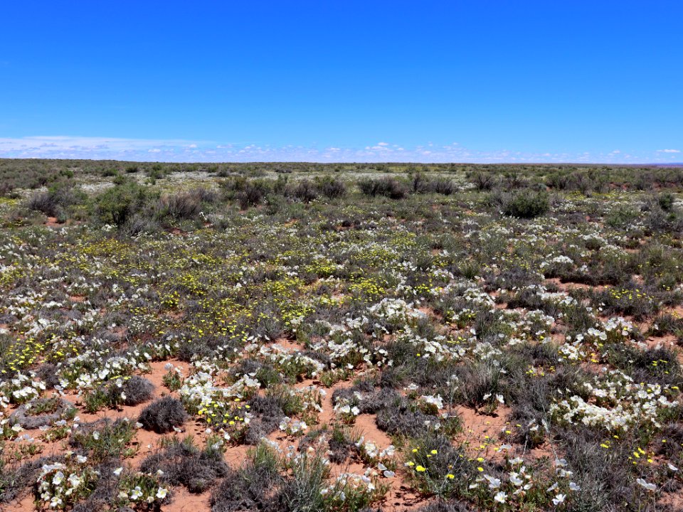 Landscape with Wildflowers in AZ