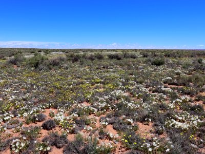 Landscape with Wildflowers in AZ