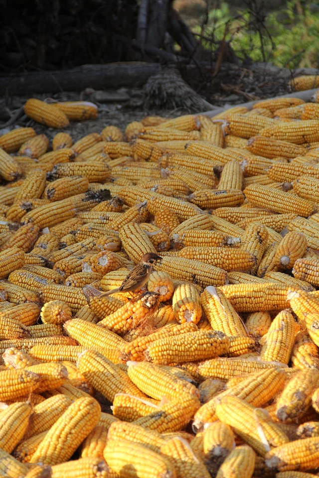 Food vegetable harvest
