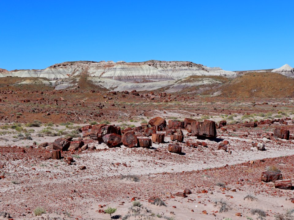 Petrified Forest NP in AZ