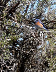 Western Bluebird