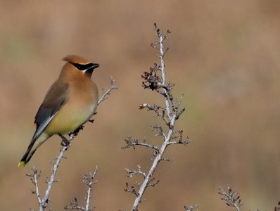 Cedar Waxwing in June 2020