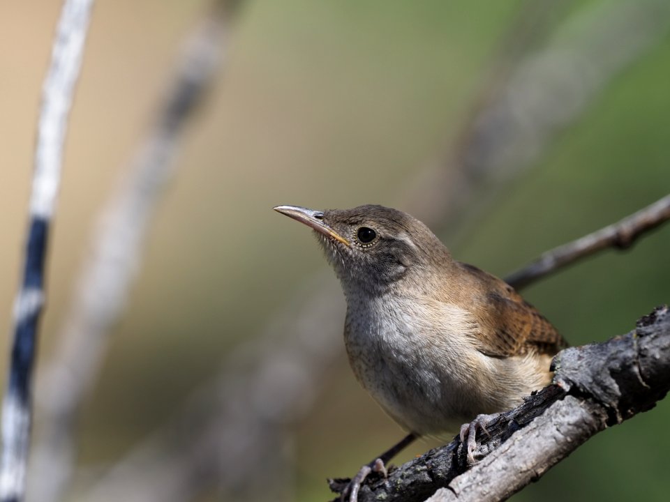Wren crop close