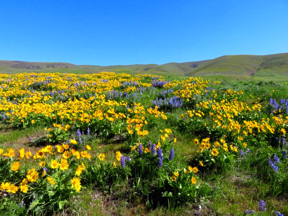 Dalles Mountain Ranch in WA