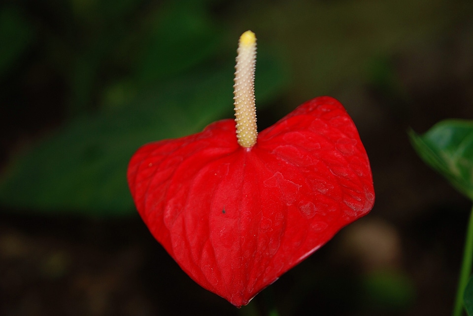 Pistil nature poppy flower