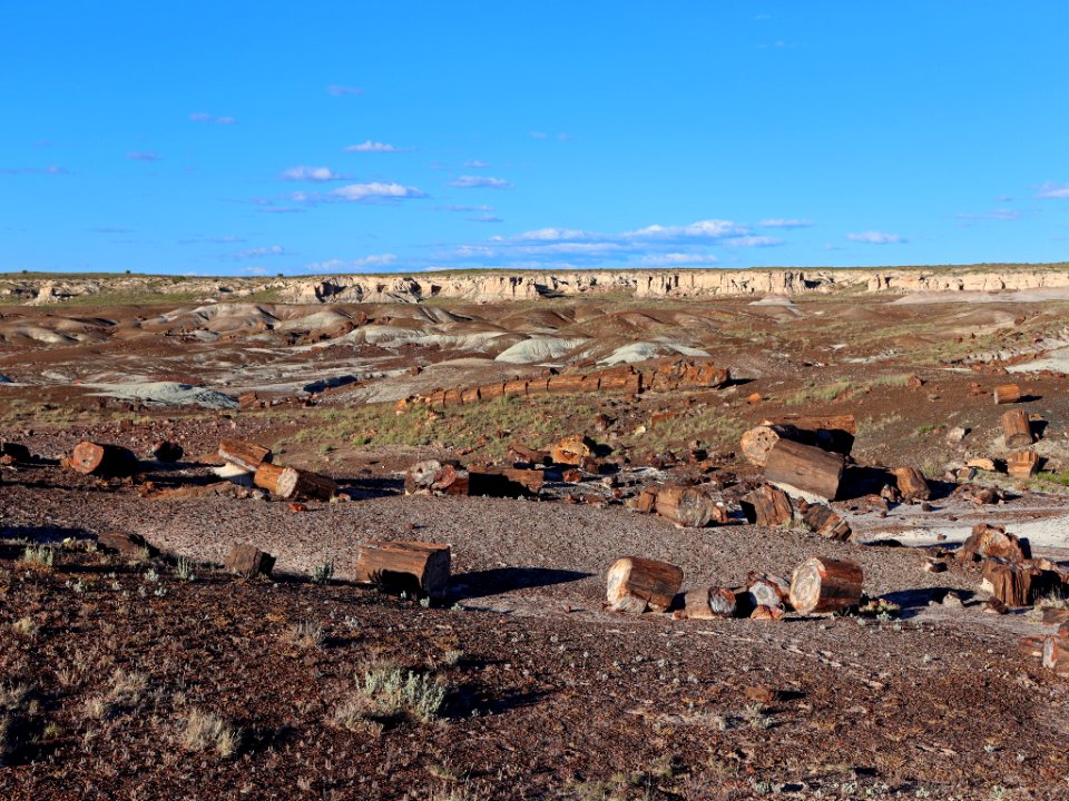Petrified Forest NP in AZ