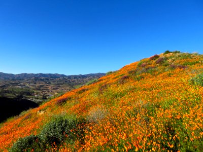 Wildflowers at Walker Canyon in CA photo