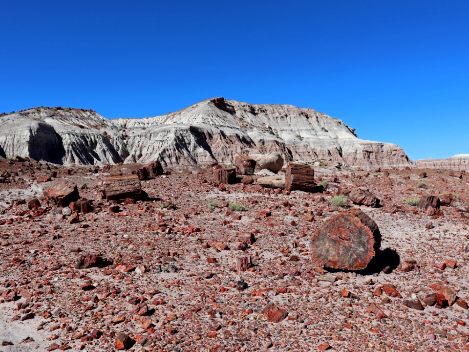 Petrified Forest NP in AZ