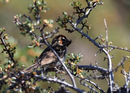 Lark Sparrow Crop 3