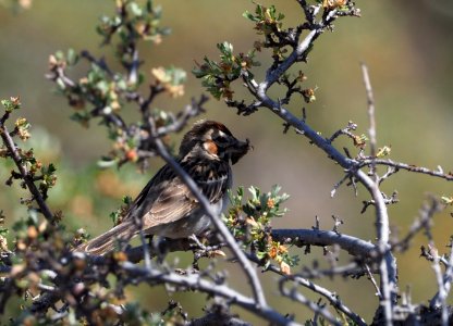 Lark Sparrow Crop 3 photo