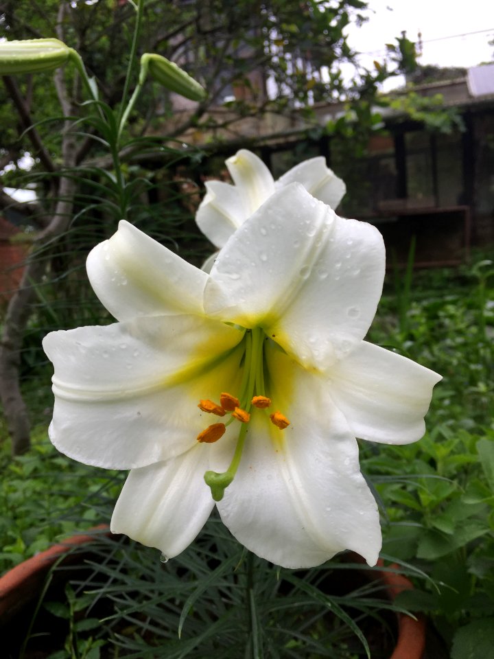 White Lile