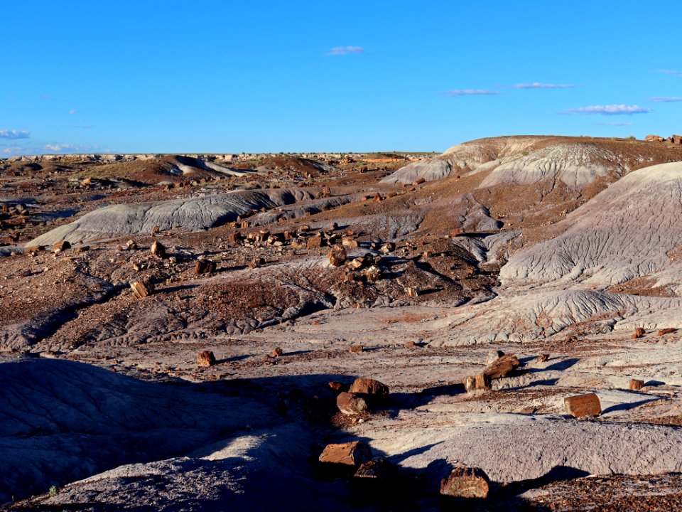 Petrified Forest NP in AZ