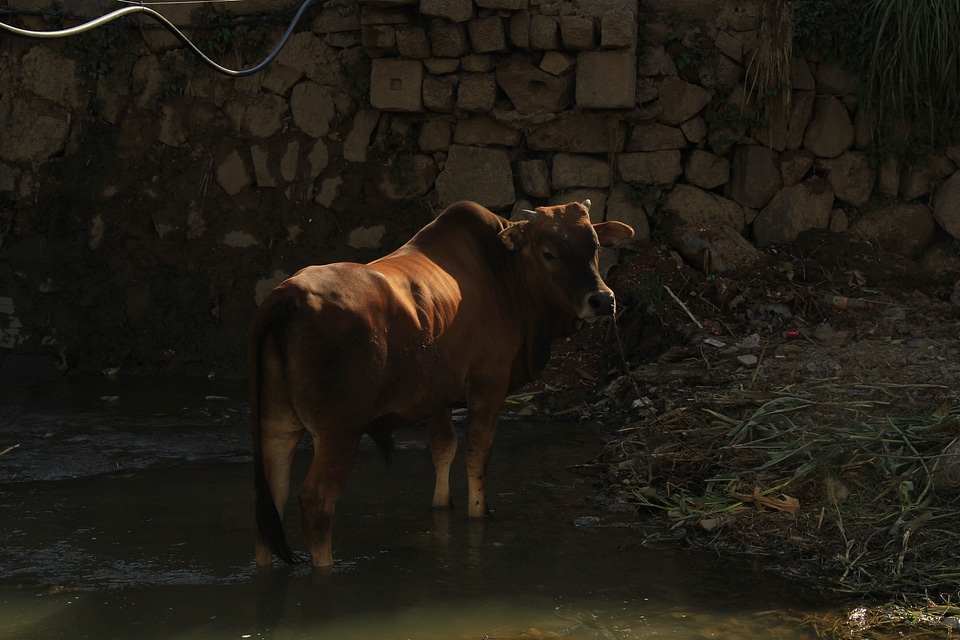 Agriculture cattle beef