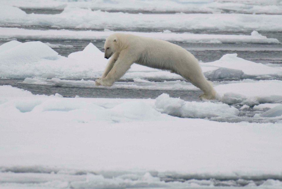 Polar bear jumping